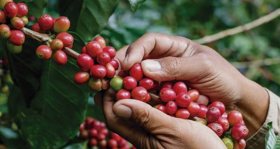 Urge respuesta! Productores de Coatepec exigen intervención del Gobierno  ante la caída del precio del café - Golpe Político