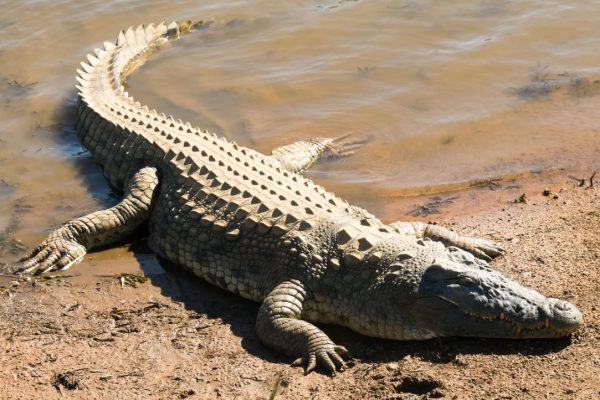 Imagen Ilustrativa Crocodylus Moreletii