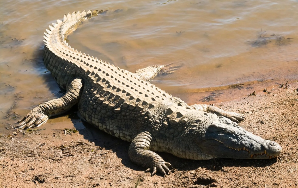 Imagen Ilustrativa Crocodylus Moreletii